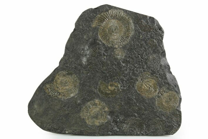 Fossil Ammonite Cluster - Posidonia Shale, Germany #353532